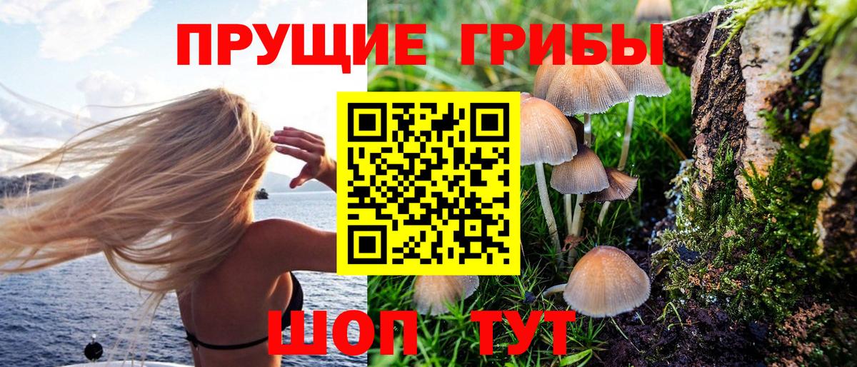 Псилоцибиновые грибы Psilocybe  Вход с VPN  Находка 